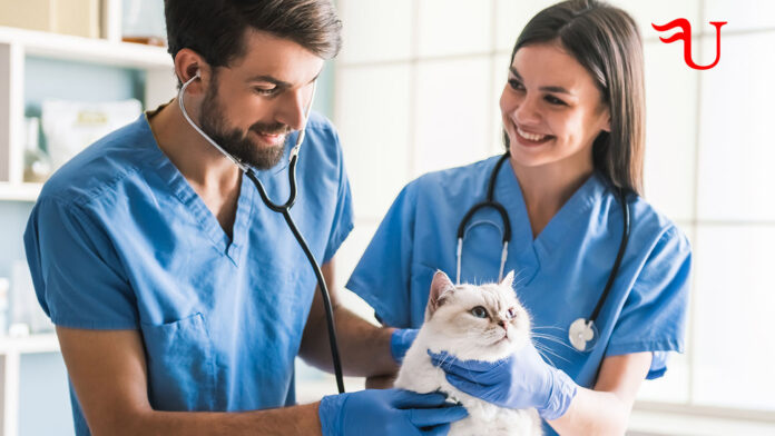 Mejores clínicas veterinarias en Santo Domingo, República Dominicana